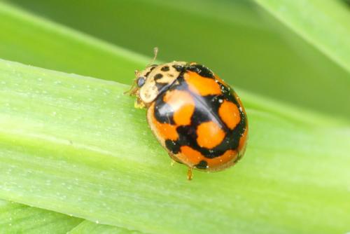 Réf. 253 695 : Adalia decempunctata